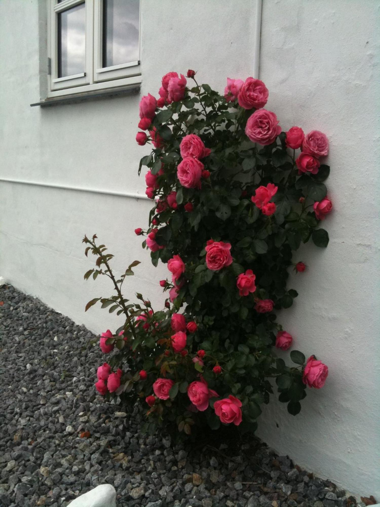 Vejle Golf Apartments Borkop Luaran gambar
